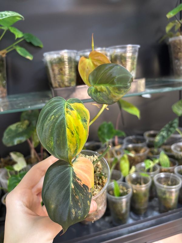 Philodendron Micans Ferrari Variegata