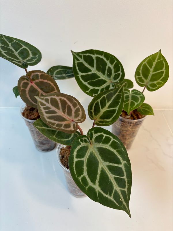 Anthurium (Silver Blush x KOS ) x Michelle