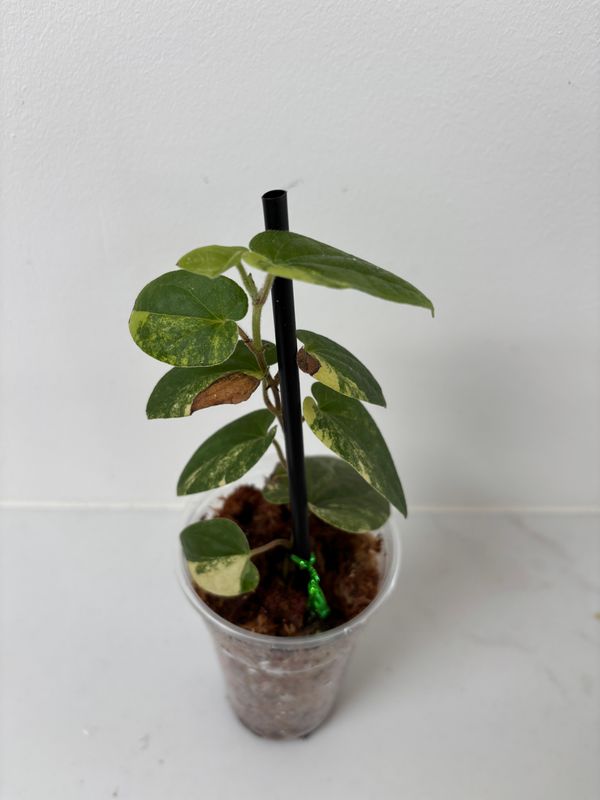 Piper Aurea Variegata