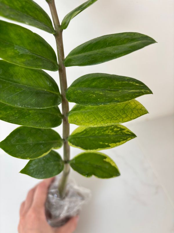 Zamioculcas Variegata