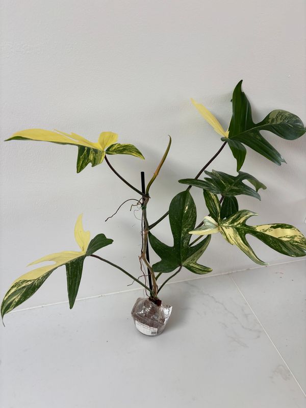 Philodendron Florida Beauty