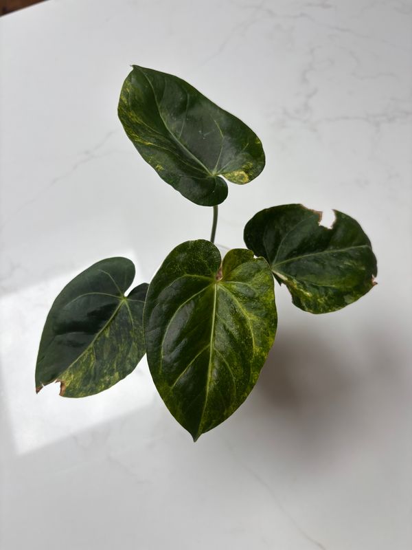 Anthurium Red Magni x Porti Indo Vari