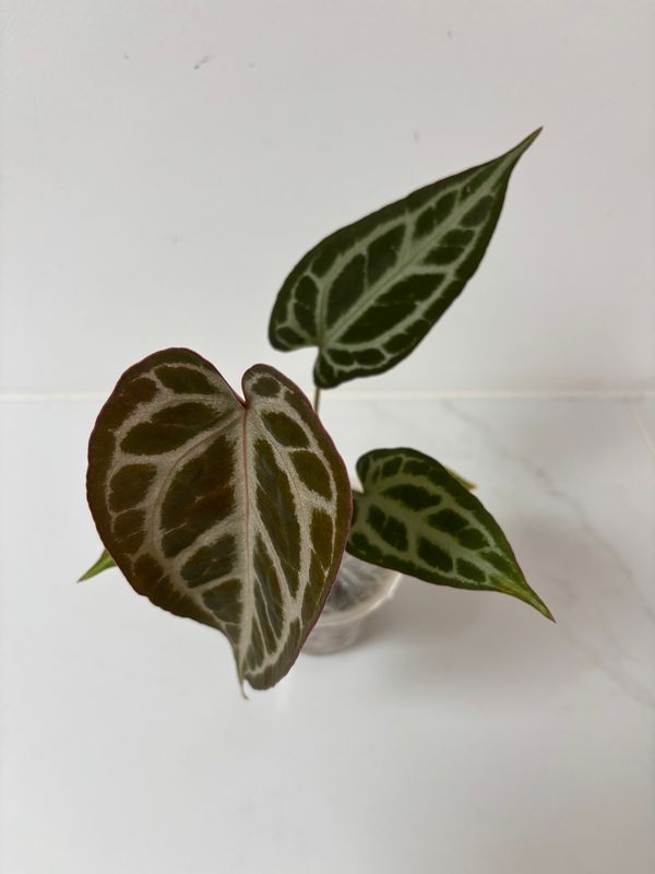 Anthurium (Pink Lemonade x Black Widow Michelle) x Regal Silver