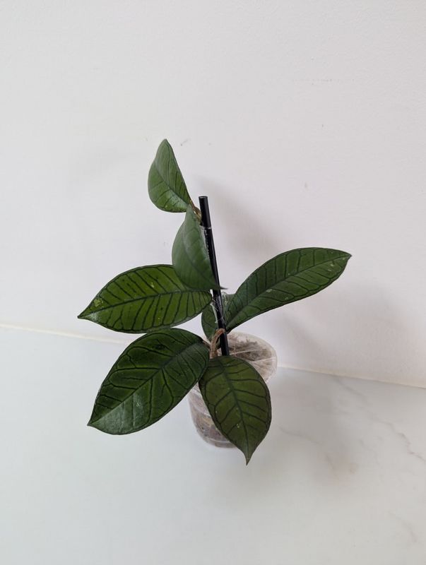 Hoya sp gunung gading