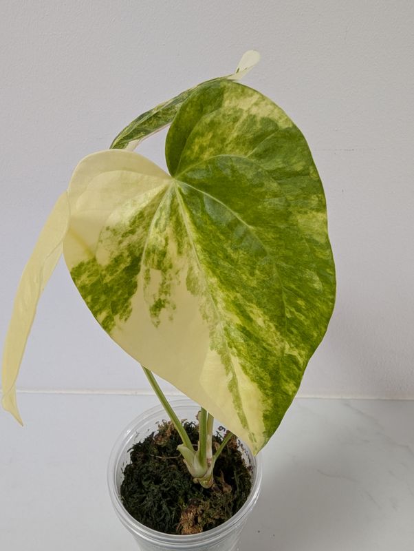 Anthurium clarinervium variegated