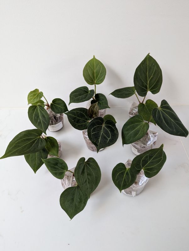 Anthurium King of Spades / KOS