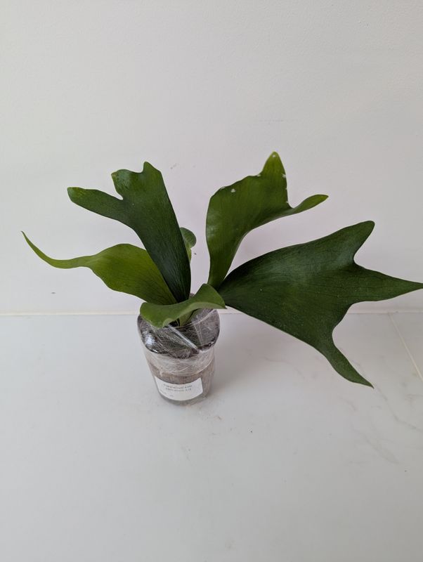 Platycerium Hillii Papuanum