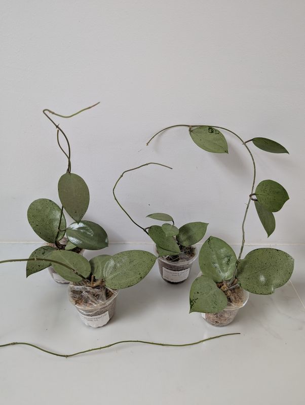 Hoya parasitica heart leaf