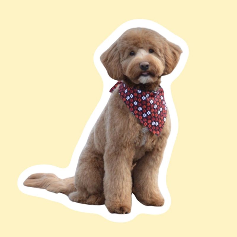 Coupe aux ciseaux gros chien