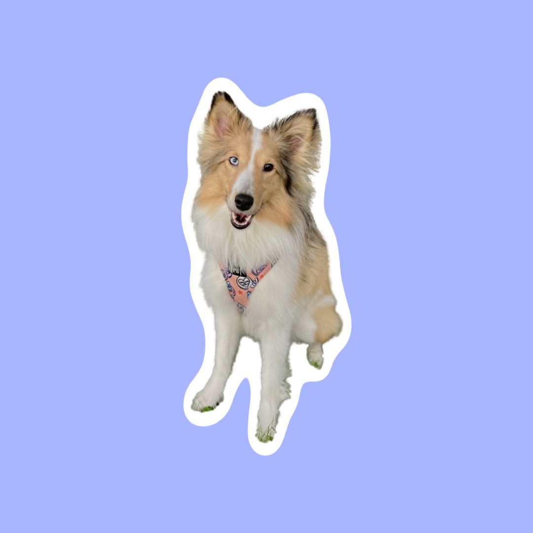 Lavé-séché chien moyen