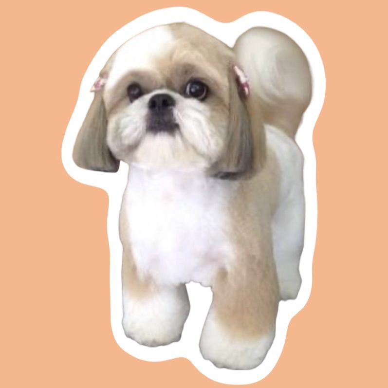 Coupe aux ciseaux petit chien