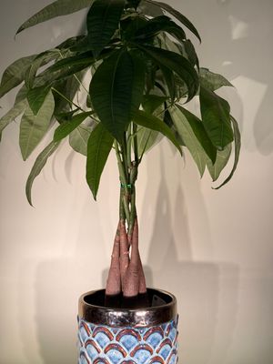 Pachira z plecionym pniem