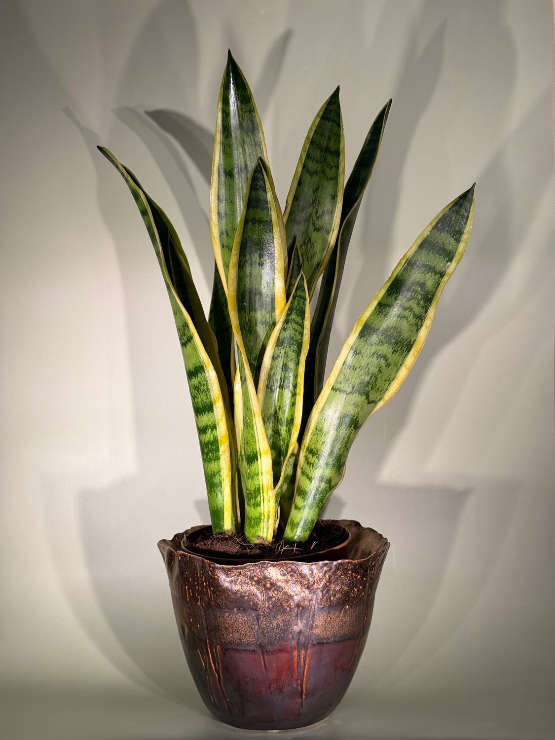 Sansevieria gwinejska