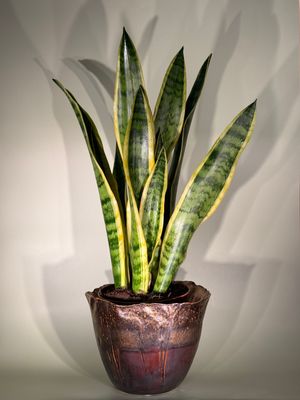 Sansevieria gwinejska
