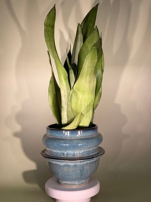 Sansewieria Moonshine