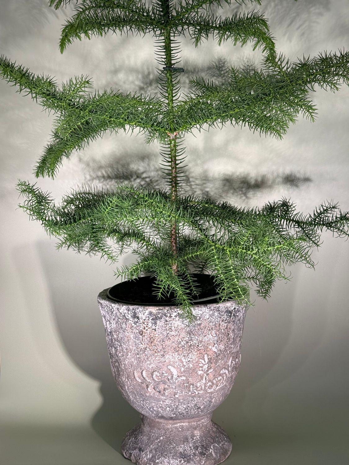 Araukaria wyniosła (Norfolk Island Pine)