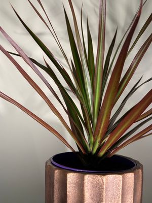 Dracena obrzeżana ‘Bicolor’