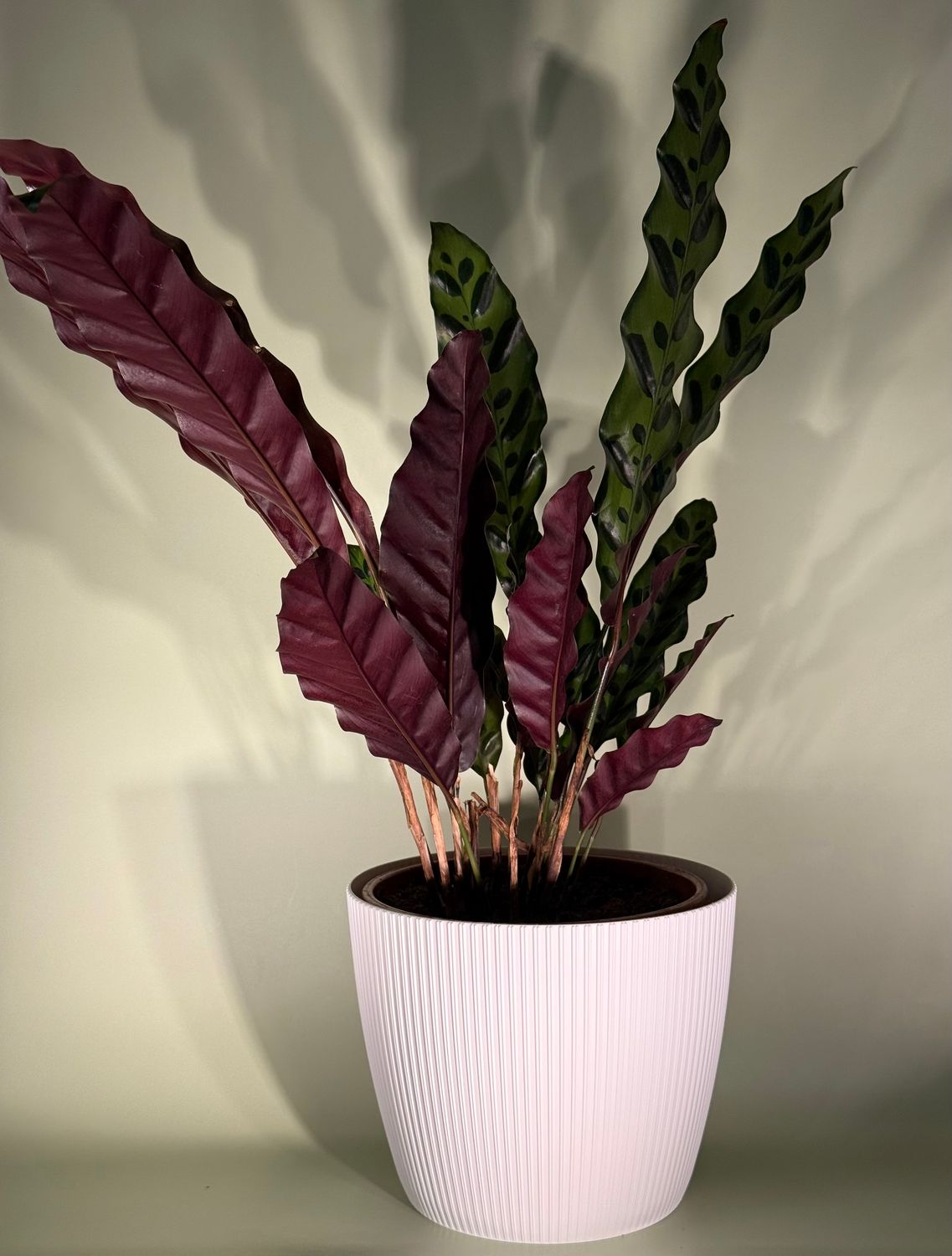 Kalatea lancetolistna