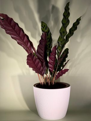 Kalatea lancetolistna