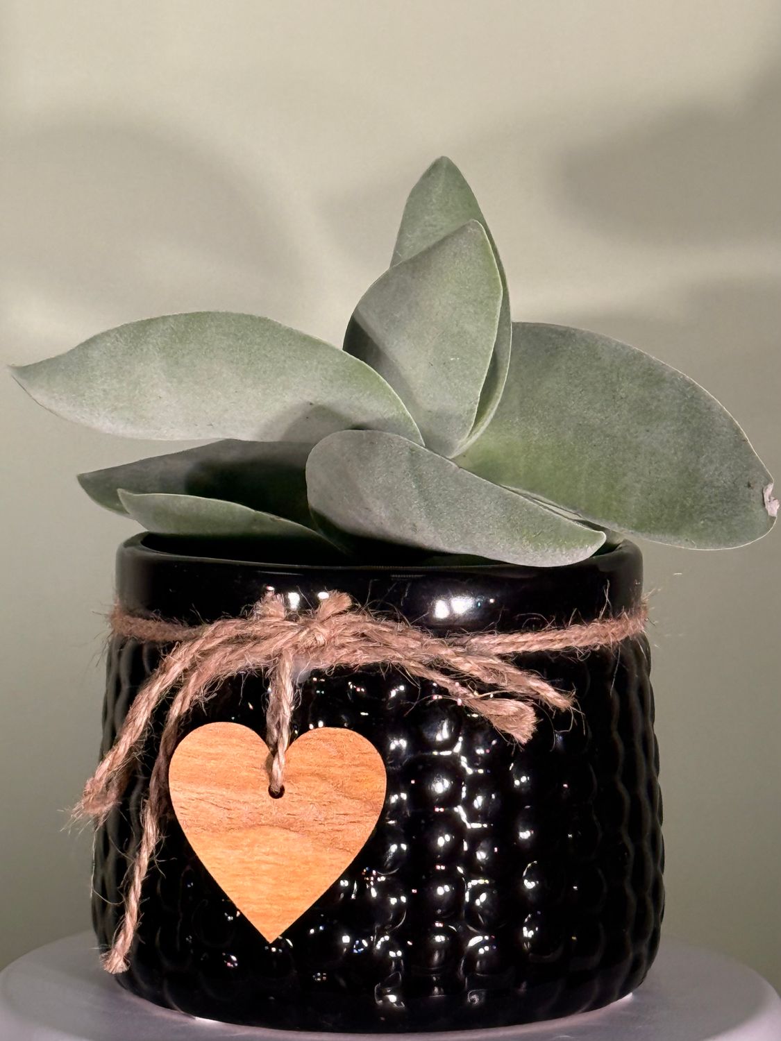 Crassula „Bumerang”