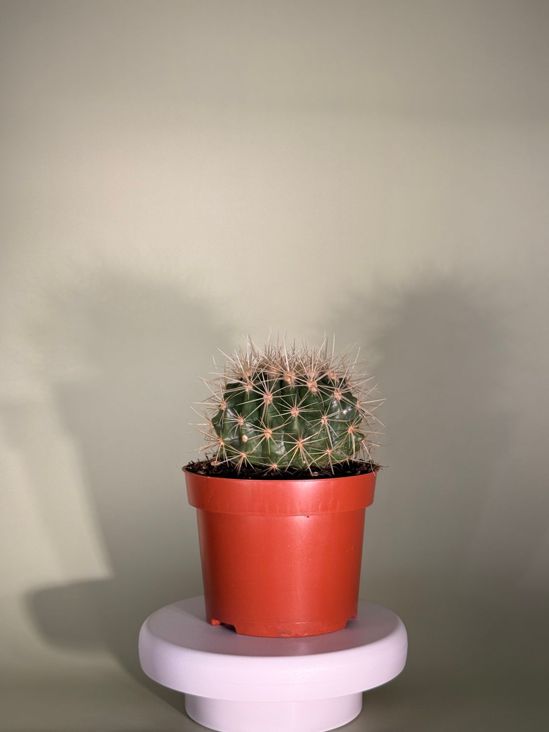 Echinocactus