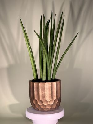 Sansewieria cylindryczna