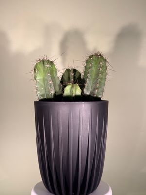 Kaktus "Polaskia chichipe"