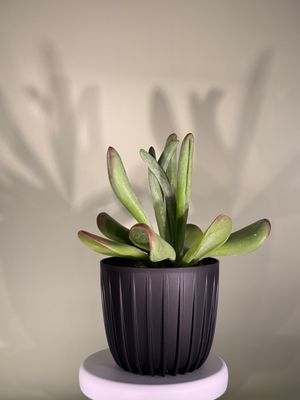 Kalanchoe tomentosa