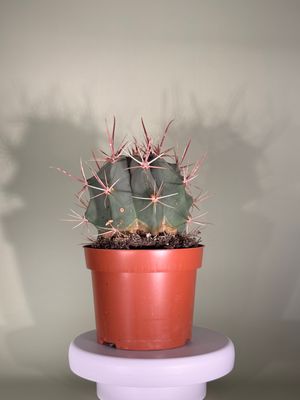 Ferocactus latispinus