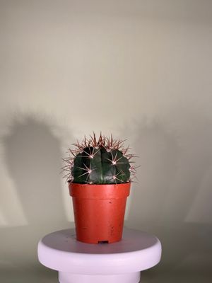 Melocactus zehntneri (mały)