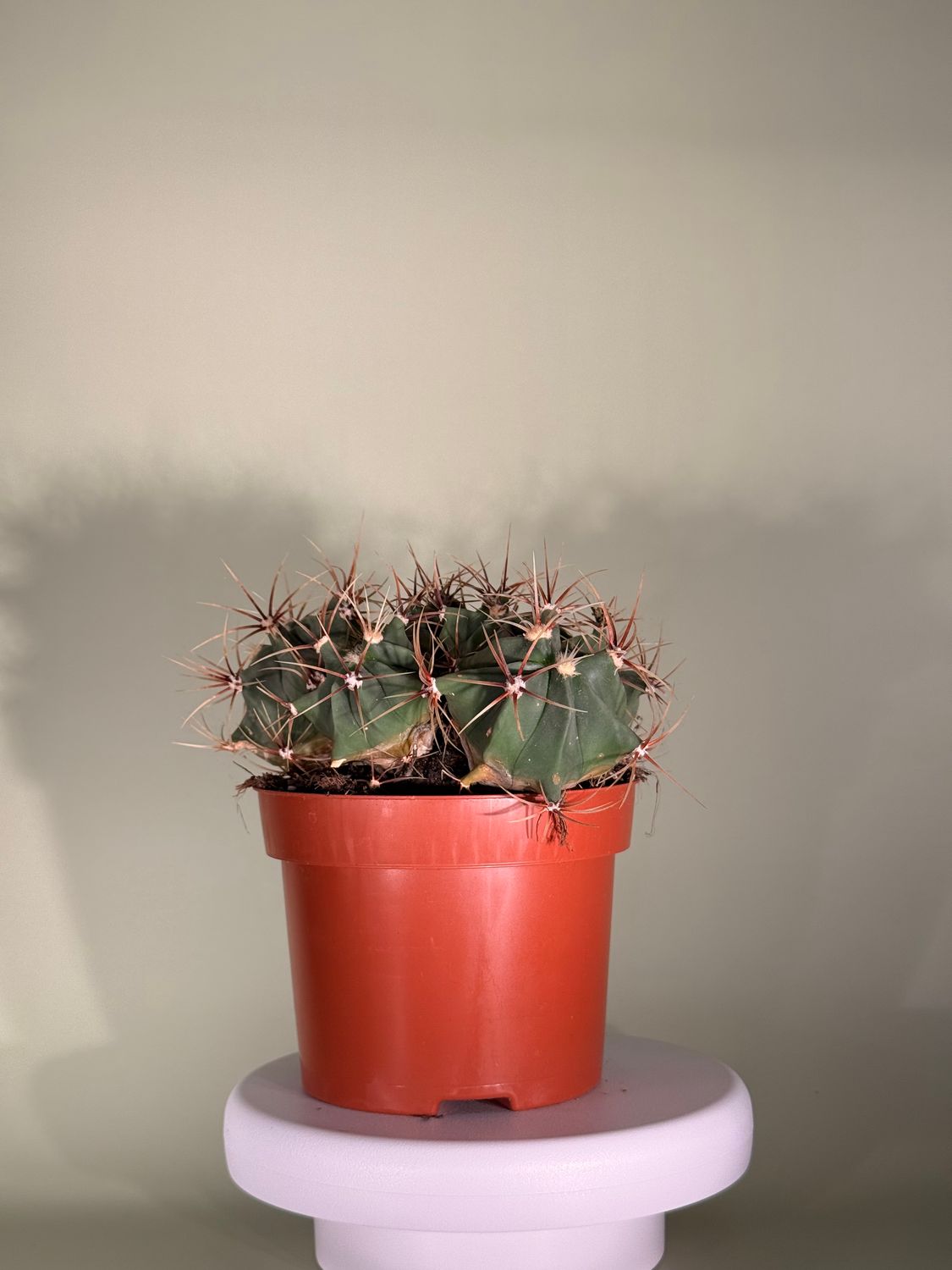 Melocactus zehntneri