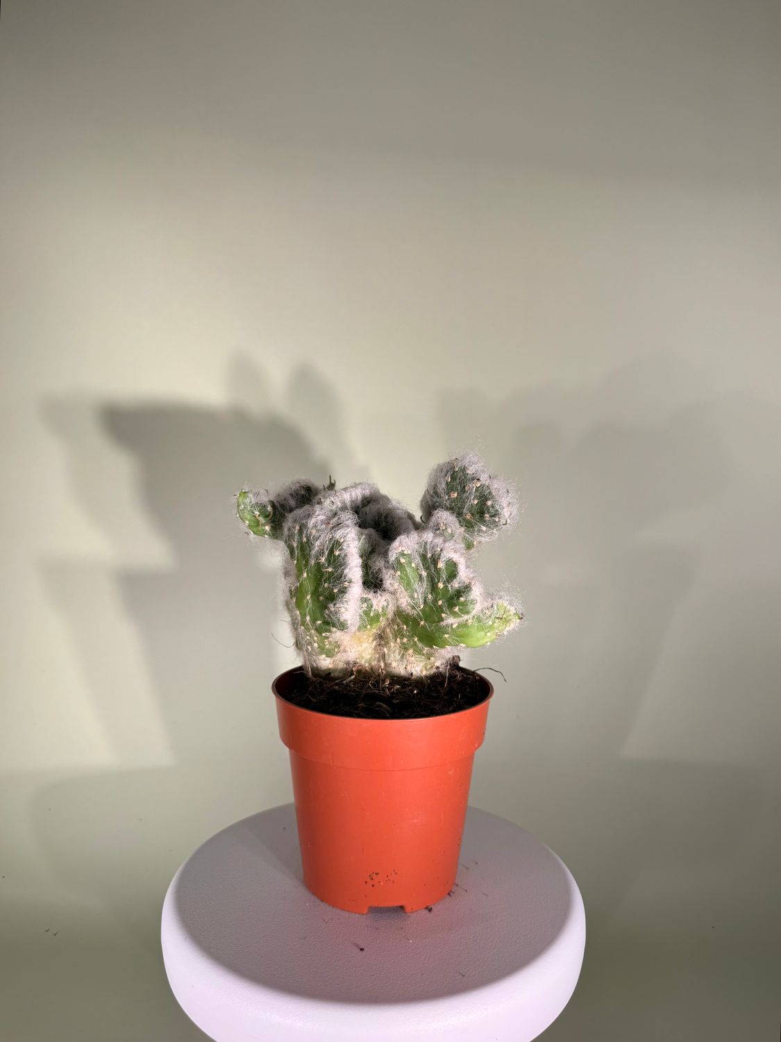 Austrocylindropuntia vestita 'Cristata'