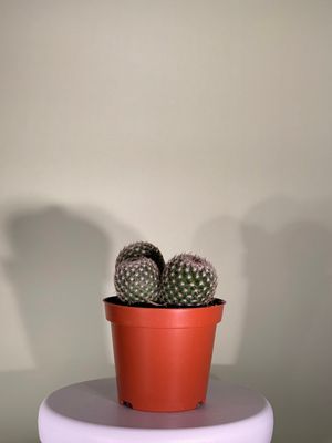 Kaktus Mammillaria zeilmanniana