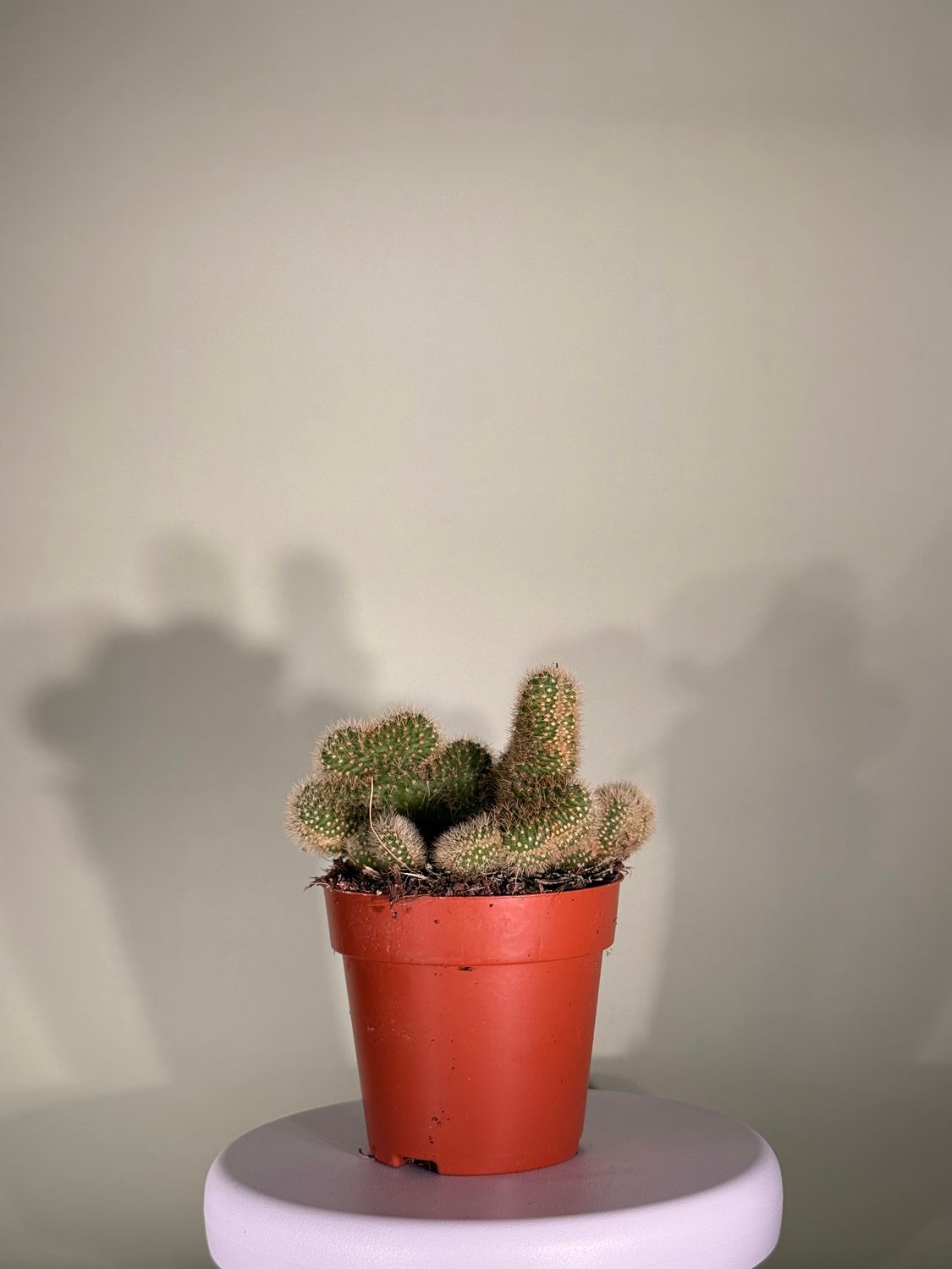 Kaktus Mammillaria elongata