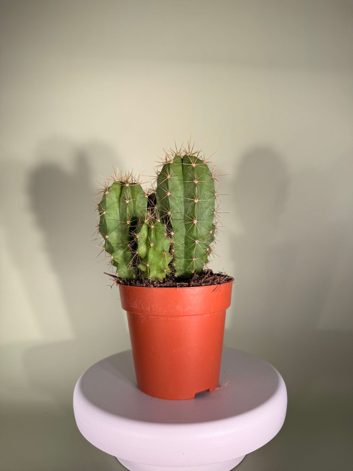 Kaktus Pałczak (Cereus)