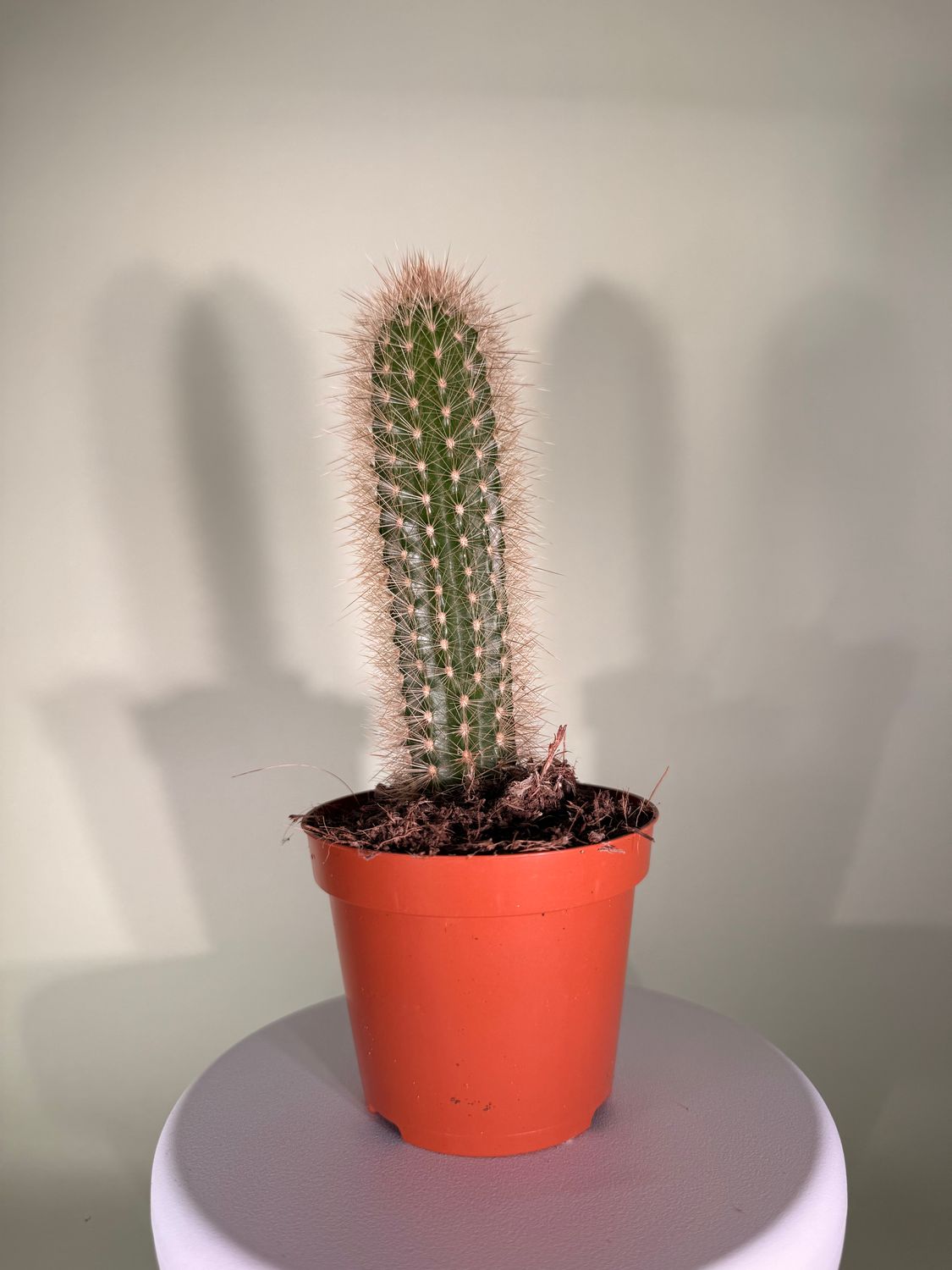 Pilosocereus pachycladus