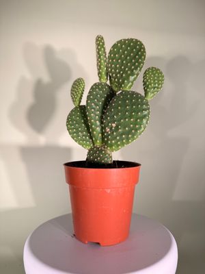 Opuncja drobnokolczasta (Opuntia microdasys)