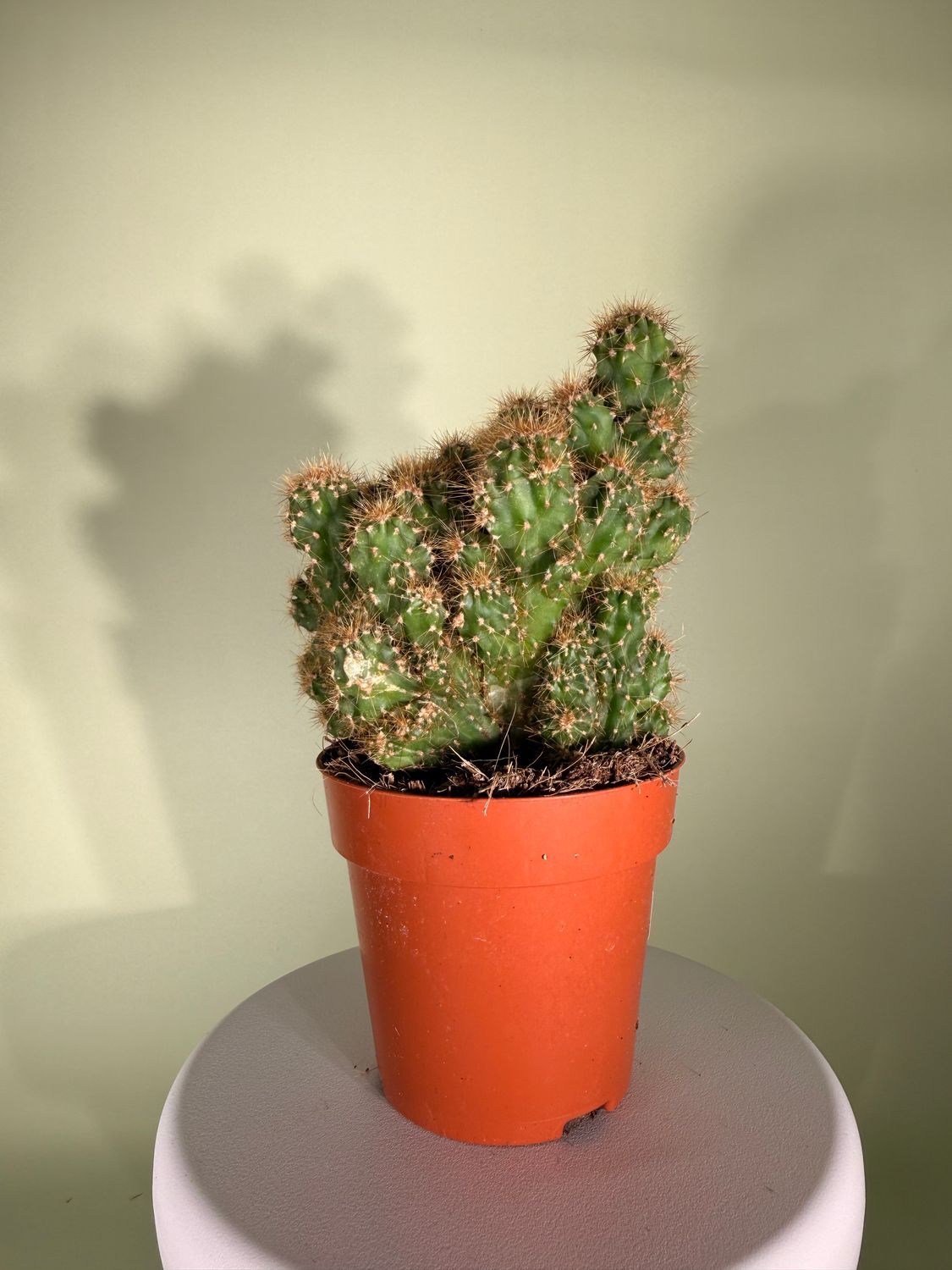 Cereus peruwiański ‘Florida’ (Cereus peruvianus ‘Florida’)