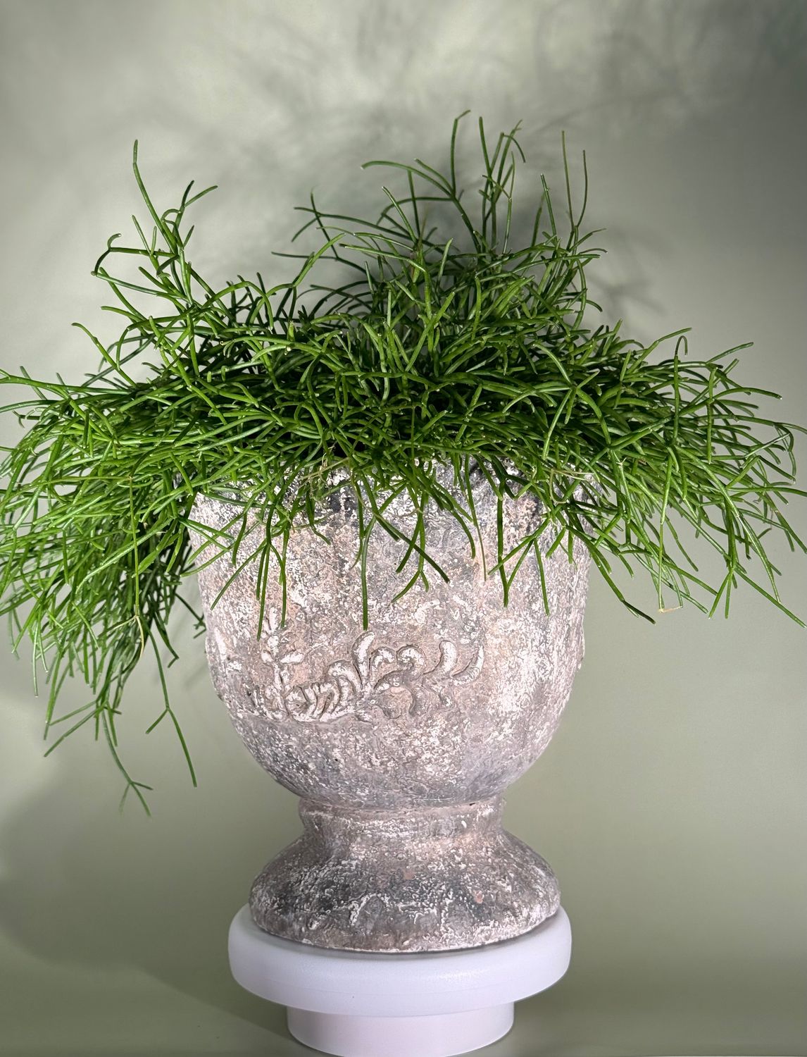 Rhipsalis (patyczak)