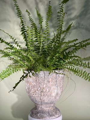 Nefrolepis (paproć)