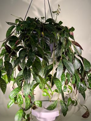 Eszynantus marmurkowy (Aeschynanthus marmoratus)