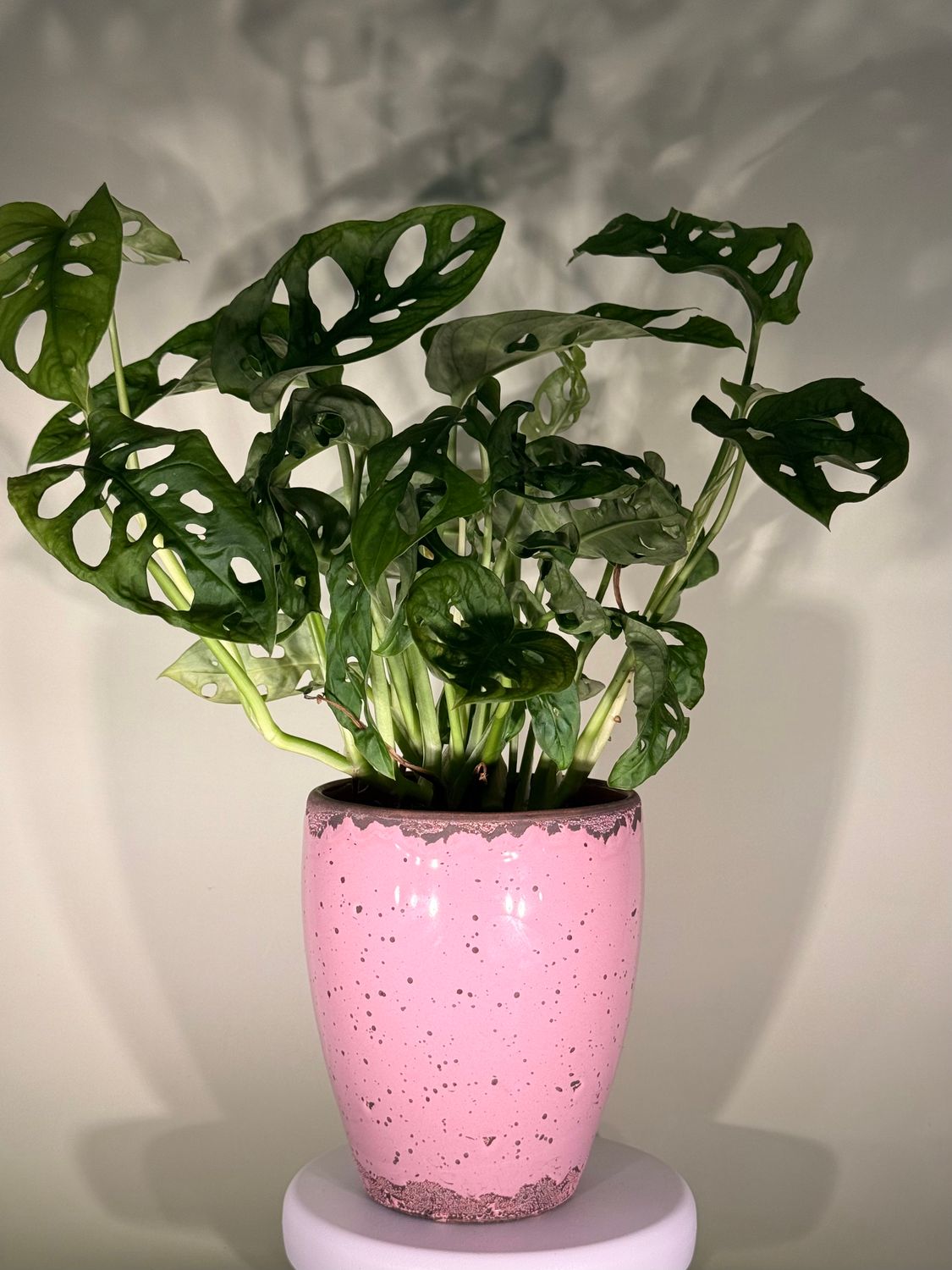 Monstera (Monkey Mask)