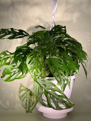 Monstera adansonii (Monkey Mask)