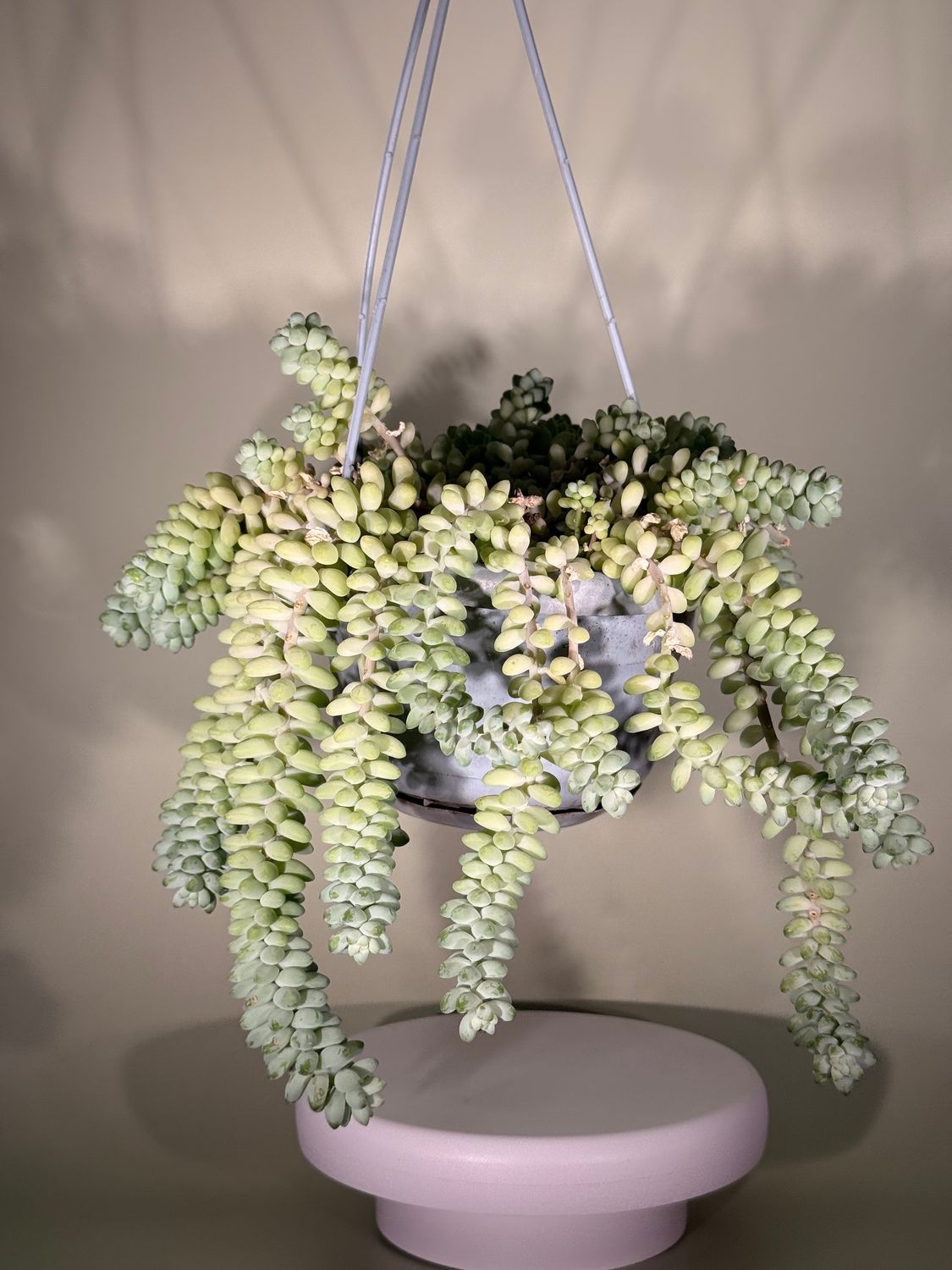 Rozchodnik walcowaty (Sedum burrito)