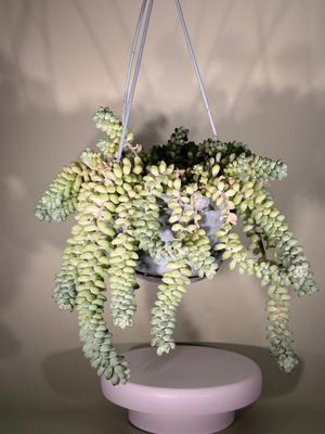 Rozchodnik walcowaty (Sedum burrito)