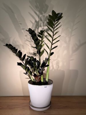 Zamiokulkas zamiifolia ‘Raven’