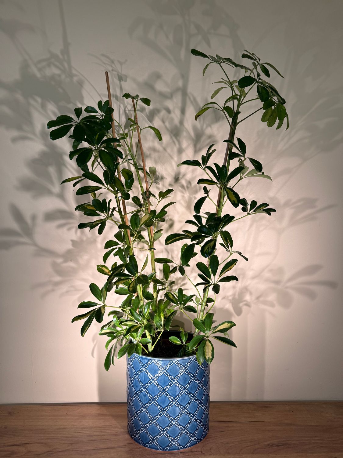 Szeflera drzewkowata (Schefflera arboricola)