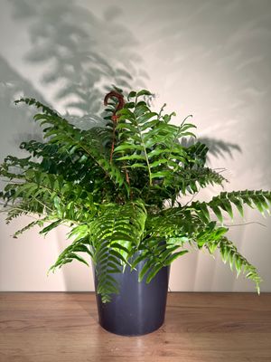 Nefrolepis wyniosły (Nephrolepis exaltata)