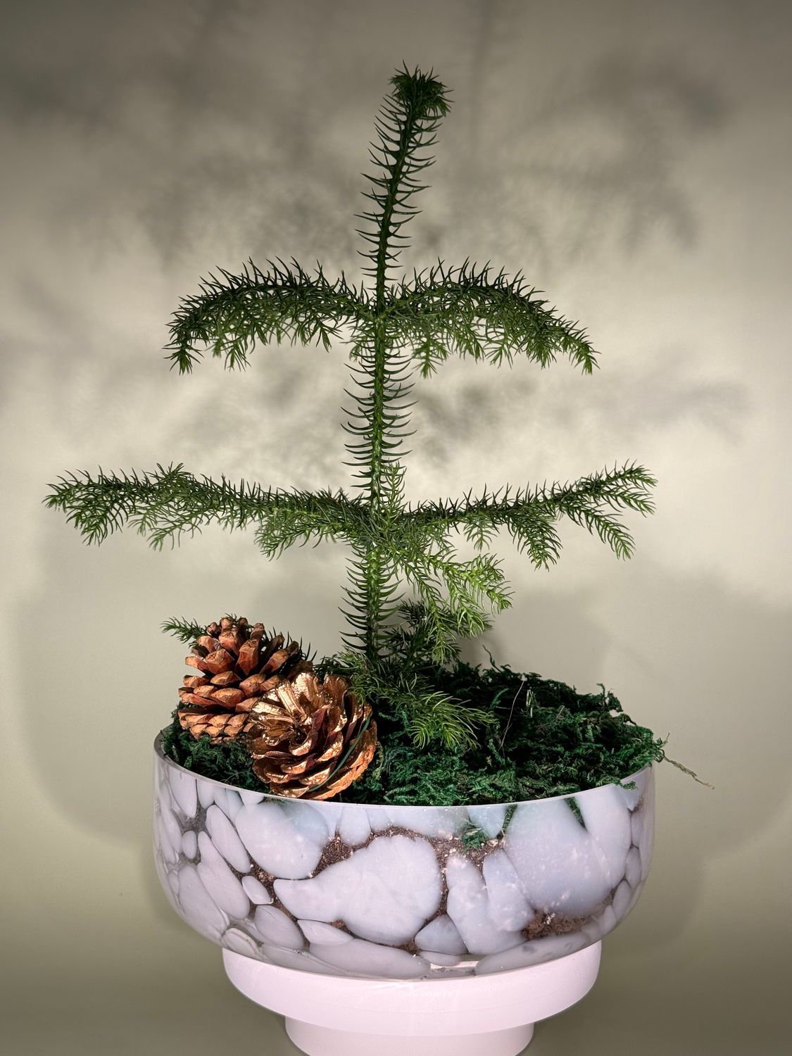 Kompozycja „Las w szklanej misie” z araukarią i mchem