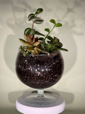 Kompozycja roślinna w szkle z sukulentami i trzykrotką